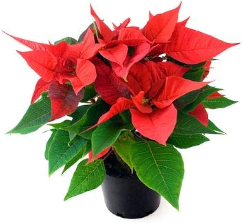 Premium Poinsettia Flower seeds for Planting Long Bloom Season, Heirloom & GMO Free Seeds for Home Garden seeds