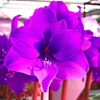 Amaryllis Purple Flower seeds for Planting Drought Tolerant Heirloom & GMO Free Seeds for Home Garden