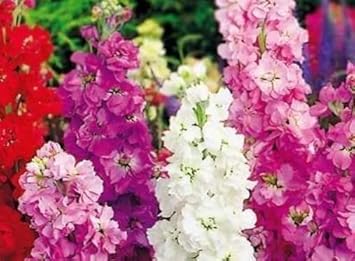 Premium Mixed Matthiola Incana Flower seeds for Planting Bright Blooms, Heirloom & GMO Free Seeds for Home Garden seeds