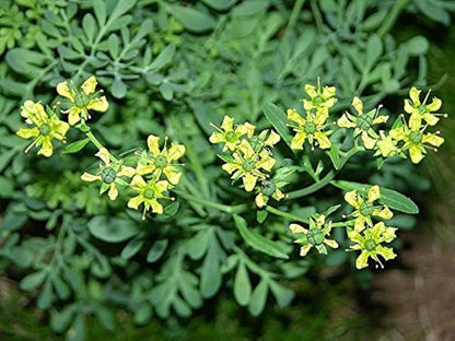 Heirloom Semi Erbe Flower seeds for Planting Drought Tolerant Heirloom & GMO Free Seeds for Home Garden