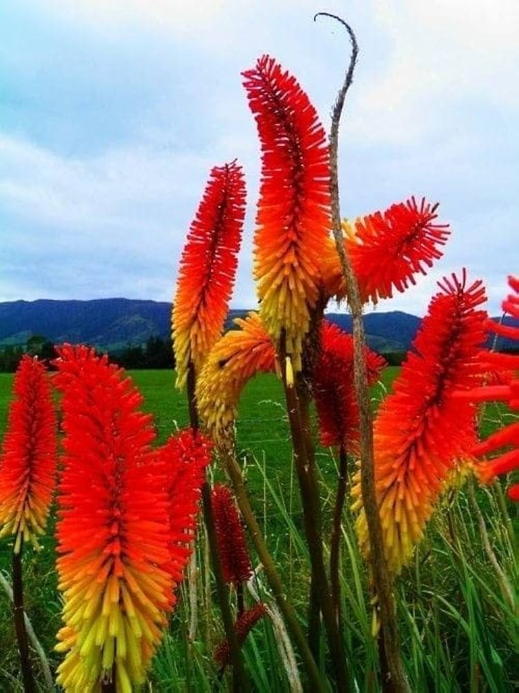 Red Kniphofia Flower seeds for Planting Easy to Grow, Heirloom & GMO Free Seeds for Home Garden vegetable and garden seeds