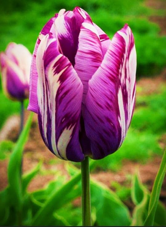 White Purple Tulip Flower seeds for Planting Seasonal Bloomer, Heirloom & GMO Free Seeds for Home Garden vegetable and garden seeds
