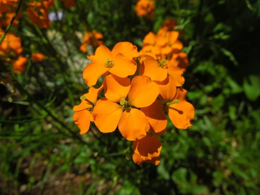 Heirloom WallFlower seeds for Planting Cottage Garden Essential Heirloom & GMO Free Seeds for Home Garden