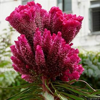 Red Purple Pteris Flower seeds for Planting Cottage Garden Essential, Heirloom & GMO Free Seeds for Home Garden seeds for planting