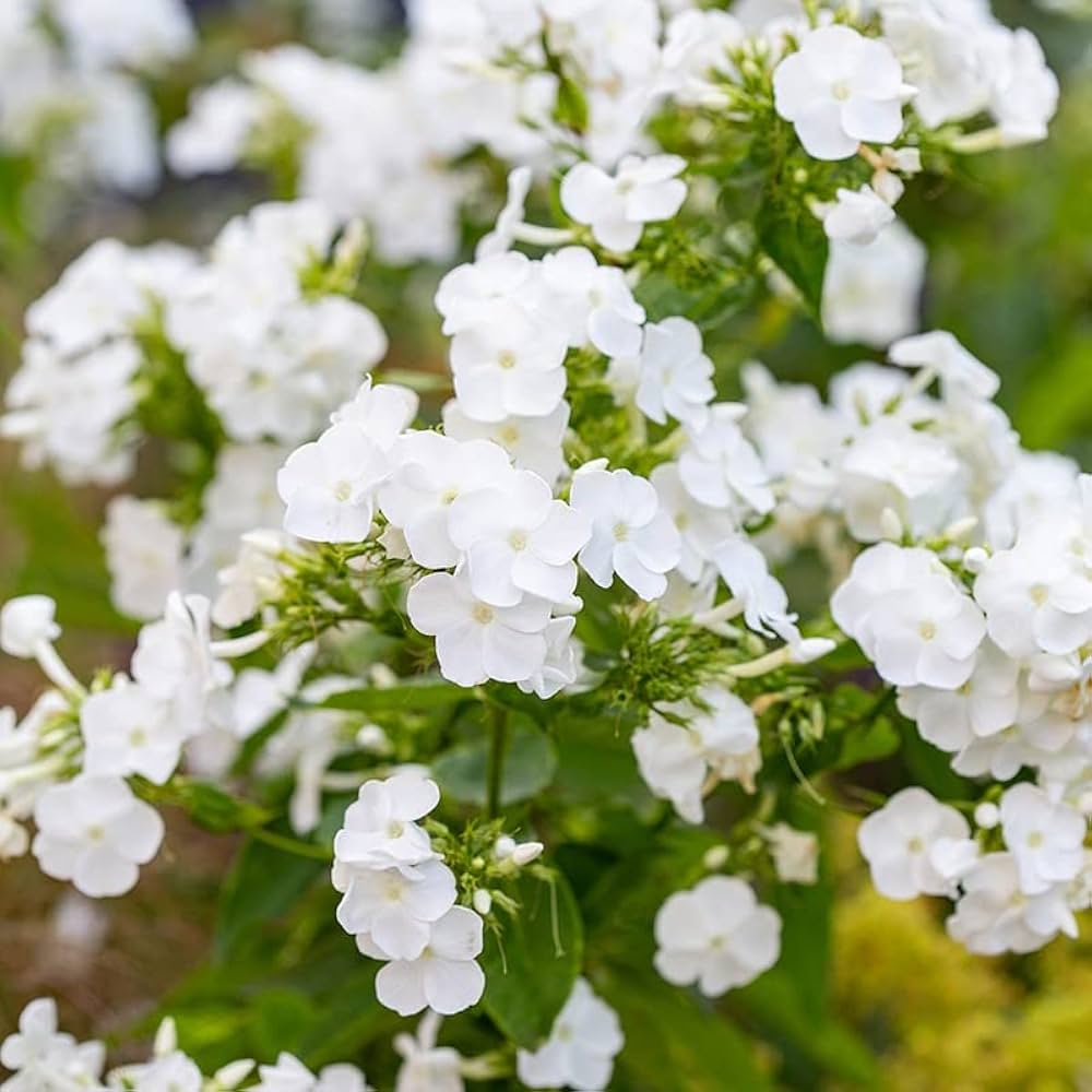 Premium Drummondii Flower seeds for Planting Long Bloom Season, Heirloom & GMO Free Seeds for Home Garden seeds