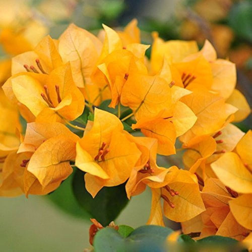Premium Bougainvillea Yellow Flower seeds for Planting Cut Flower Favorite, Heirloom & GMO Free Seeds for Home Garden seeds