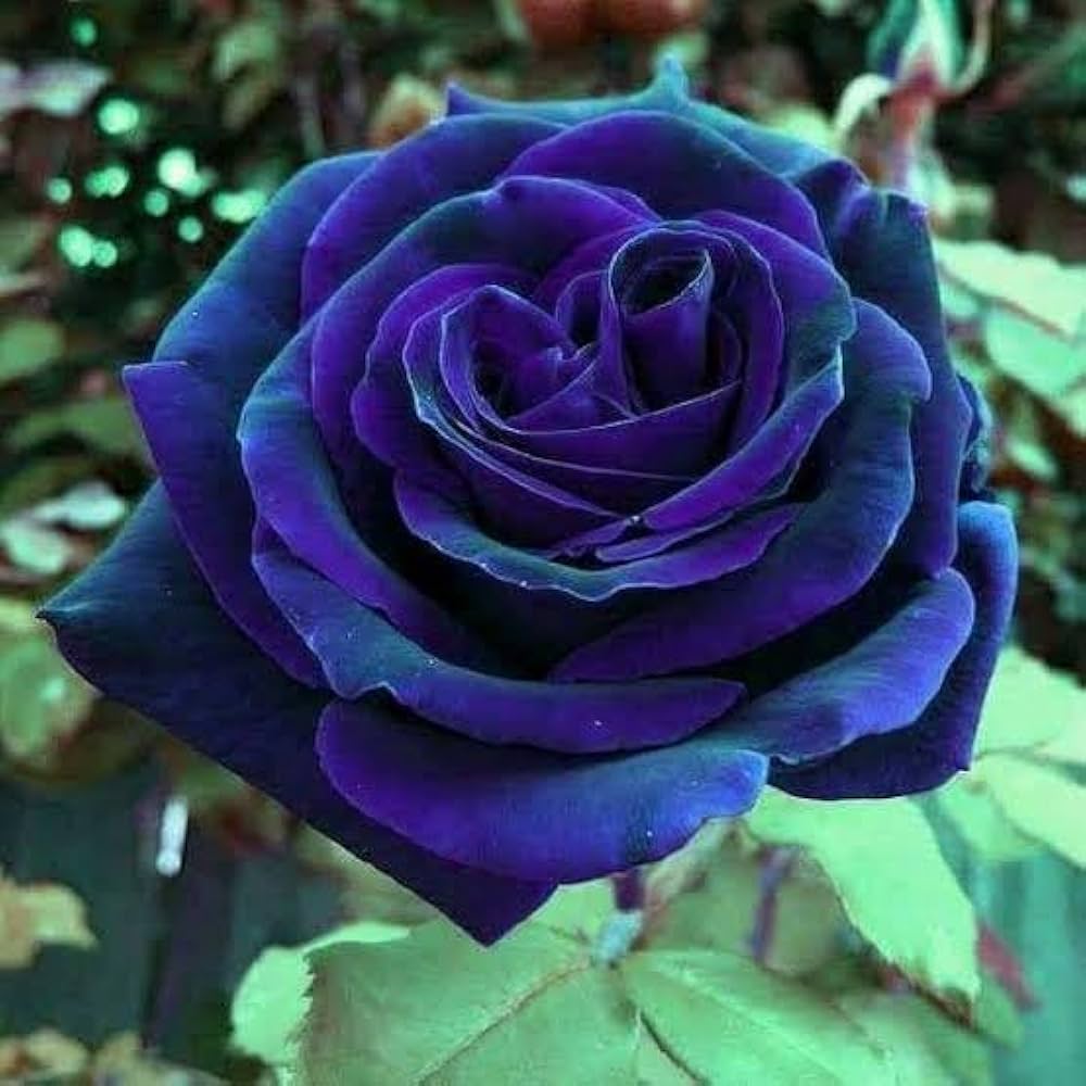 Midnight Supreme Dark Blue Rose Flower seeds for Planting - Pollinator Friendly, Heirloom & GMO Free Seeds for Home Garden