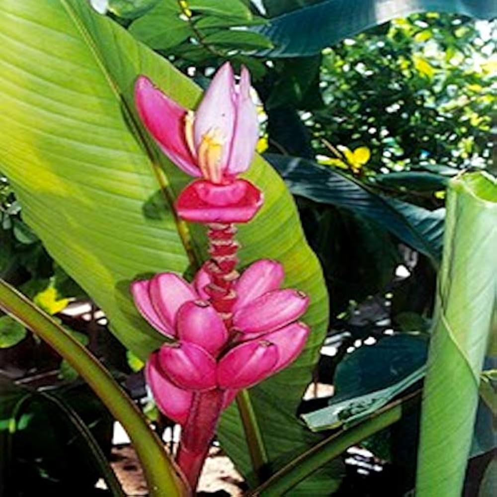Pink Banana Fruit Seeds For Planting
