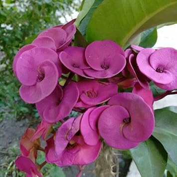 Violet Euphorbia Milii Flower seeds for Planting Cottage Garden Essential, Heirloom & GMO Free Seeds for Home Garden seeds for planting