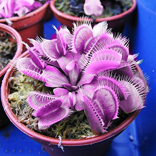 Premium Venus Fly Trap Violet Flower seeds for Planting Long Bloom Season, Heirloom & GMO Free Seeds for Home Garden seeds
