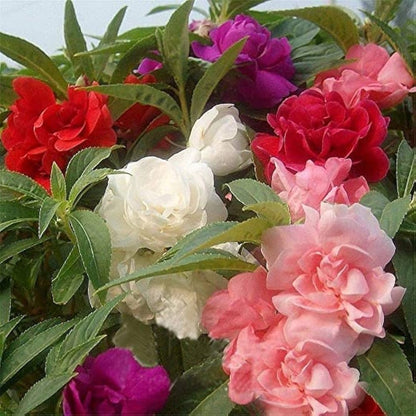 Balsamine Flower seeds for Planting Hardy Variety Heirloom & GMO Free Seeds for Home Garden