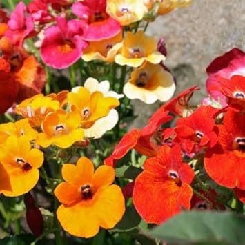 Mixed Carnival Flower seeds for Planting Fragrant Blossoms, Heirloom & GMO Free Seeds for Home Garden seeds for planting