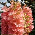 Peach Matthiola Incana Flower seeds for Planting Low Maintenance, Heirloom & GMO Free Seeds for Home Garden seeds for planting