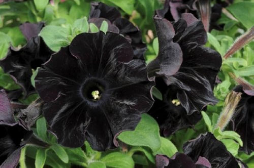 Premium Black Cat Petunia Seeds Flower seeds for Planting Sun Loving, Heirloom & GMO Free Seeds for Home Garden seeds