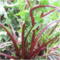 Green Dandelion Flower seeds for Planting Seasonal Bloomer, Heirloom & GMO Free Seeds for Home Garden seeds for planting
