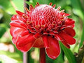 Red Torch Ginger Flower seeds for Planting Premium Quality, Heirloom & GMO Free Seeds for Home Garden seeds for planting