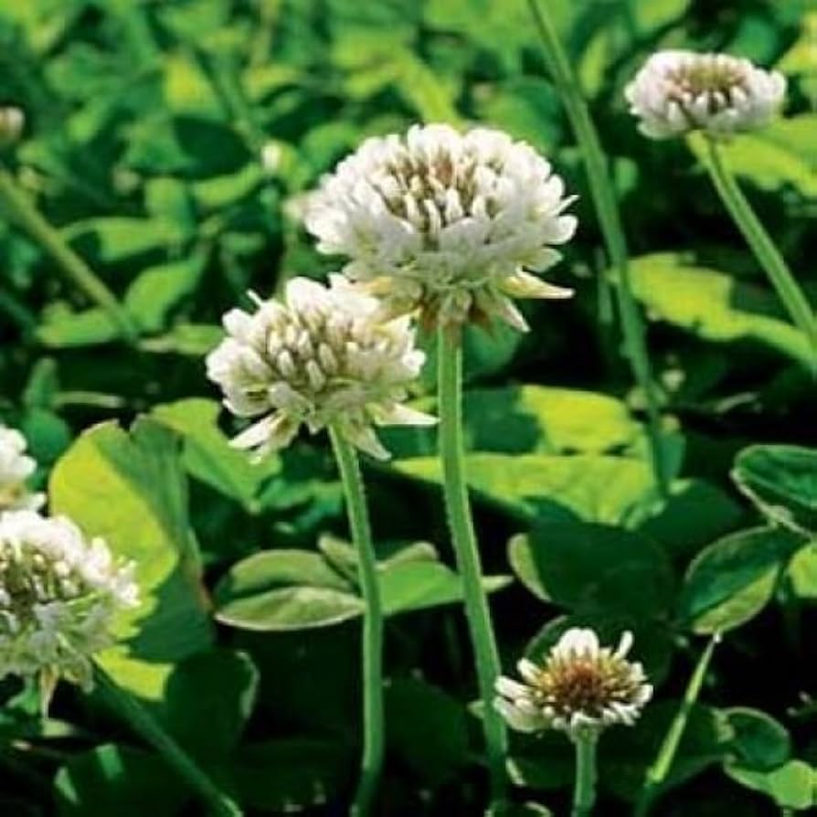 Clover Flower seeds for Planting Cut Flower Favorite, Heirloom & GMO Free Seeds for Home Garden vegetable and garden seeds