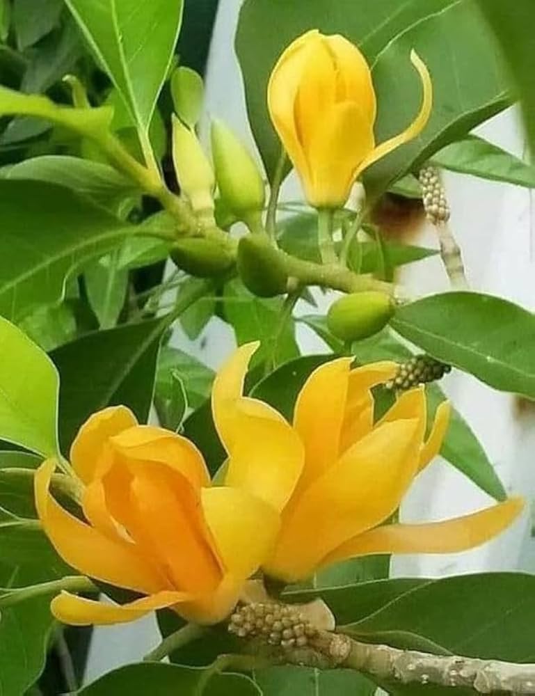 Chempaca Flower seeds for Planting Fragrant Blossoms, Heirloom & GMO Free Seeds for Home Garden vegetable and garden seeds