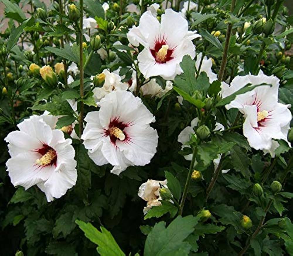 Premium Syriacus Flower seeds for Planting Pollinator Friendly, Heirloom & GMO Free Seeds for Home Garden seeds