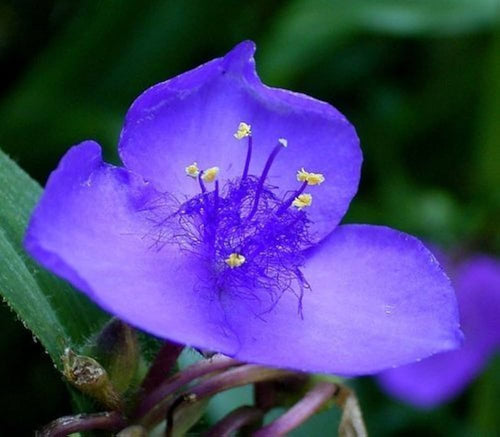 Blue Tradescantia Flower seeds for Planting Long Bloom Season, Heirloom & GMO Free Seeds for Home Garden seeds for planting