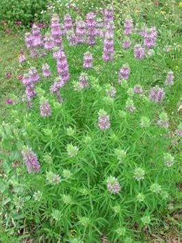 Premium Violet Citriodora Flower seeds for Planting Compact Growth, Heirloom & GMO Free Seeds for Home Garden seeds