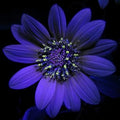 Violet Sunflower Flower seeds for Planting Pollinator Friendly, Heirloom & GMO Free Seeds for Home Garden seeds for planting