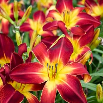 Hemerocallis Flower seeds for Planting Cottage Garden Essential Heirloom & GMO Free Seeds for Home Garden