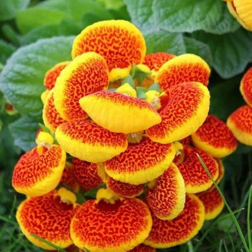 Calceolaria Flower seeds for Planting Colorful Display, Heirloom & GMO Free Seeds for Home Garden seeds for planting