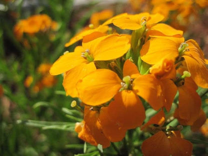 Heirloom WallFlower seeds for Planting Cottage Garden Essential Heirloom & GMO Free Seeds for Home Garden