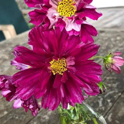 Cosmos Cranberries Flower seeds for Planting Cottage Garden Essential Heirloom & GMO Free Seeds for Home Garden