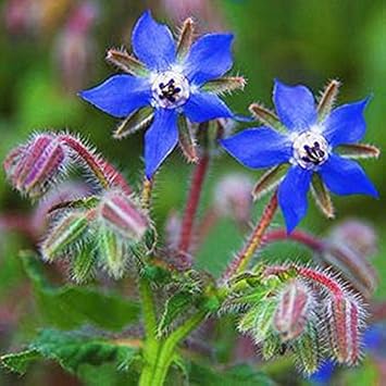 Blue Borage Flower seeds for Planting Vibrant Colors, Heirloom & GMO Free Seeds for Home Garden seeds for planting