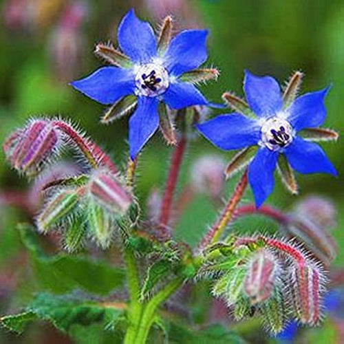Blue Borage Flower seeds for Planting Easy to Grow, Heirloom & GMO Free Seeds for Home Garden seeds for planting