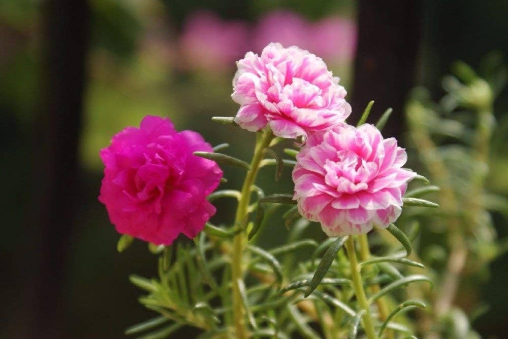 Premium Red Portulaca Flower seeds for Planting Cottage Garden Essential, Heirloom & GMO Free Seeds for Home Garden seeds