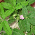 Pink Mimosa Flower seeds for Planting Garden Favorite, Heirloom & GMO Free Seeds for Home Garden seeds for planting