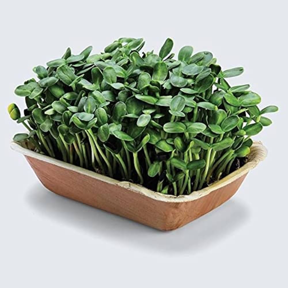 Sunflower Microgreens Flower seeds for Planting Cottage Garden Essential, Heirloom & GMO Free Seeds for Home Garden seeds for planting