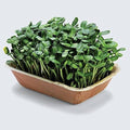 Sunflower Microgreens Flower seeds for Planting Cottage Garden Essential, Heirloom & GMO Free Seeds for Home Garden seeds for planting