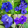 Mix Ternatea Flower seeds for Planting Hardy Variety, Heirloom & GMO Free Seeds for Home Garden seeds for planting