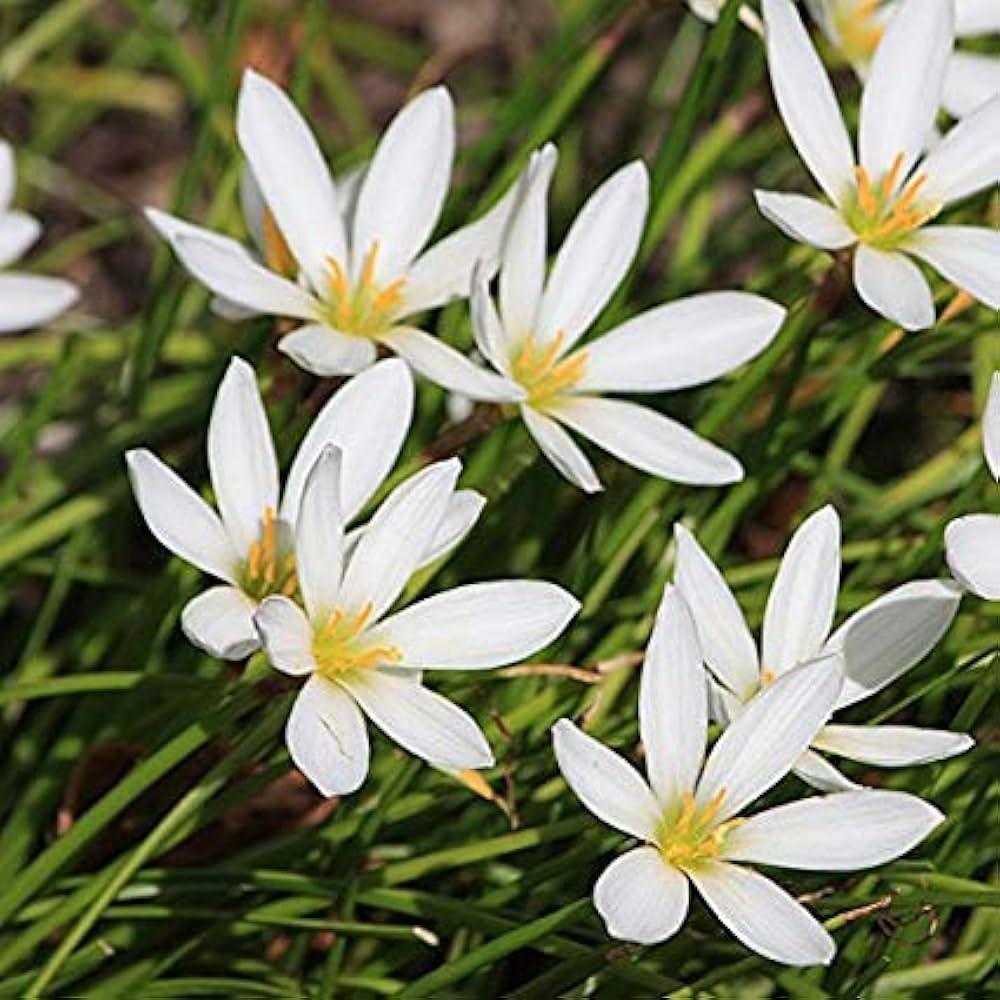 Zephyranthes Carinata Flower seeds for Planting Low Maintenance Heirloom & GMO Free Seeds for Home Garden