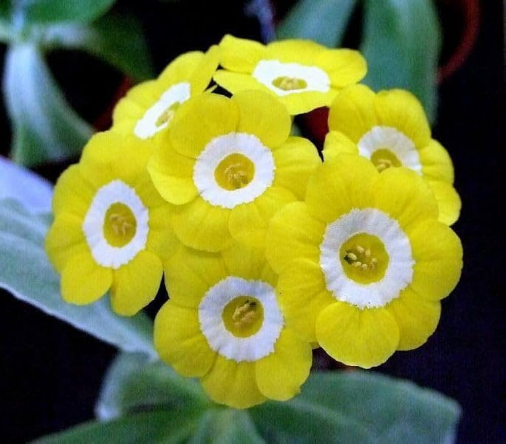 Yellow Primula Auricula Flower seeds for Planting Pollinator Friendly, Heirloom & GMO Free Seeds for Home Garden seeds for planting