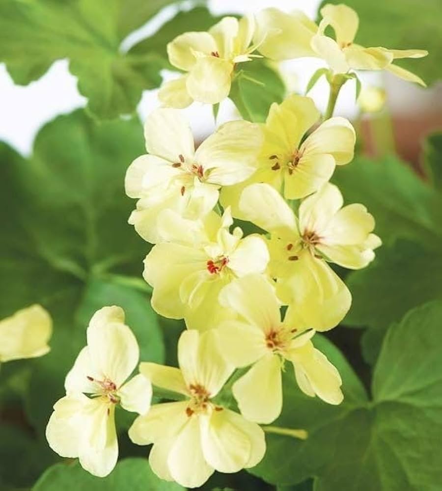 Light Yellow Geraniums Flower seeds for Planting Compact Growth, Heirloom & GMO Free Seeds for Home Garden vegetable and garden seeds