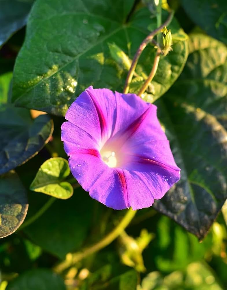 Climbing Flower seeds for Planting Cut Flower Favorite Heirloom & GMO Free Seeds for Home Garden