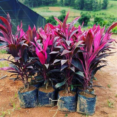 Cordyline Rubra Flower seeds for Planting Wildflower Mix, Heirloom & GMO Free Seeds for Home Garden seeds for planting
