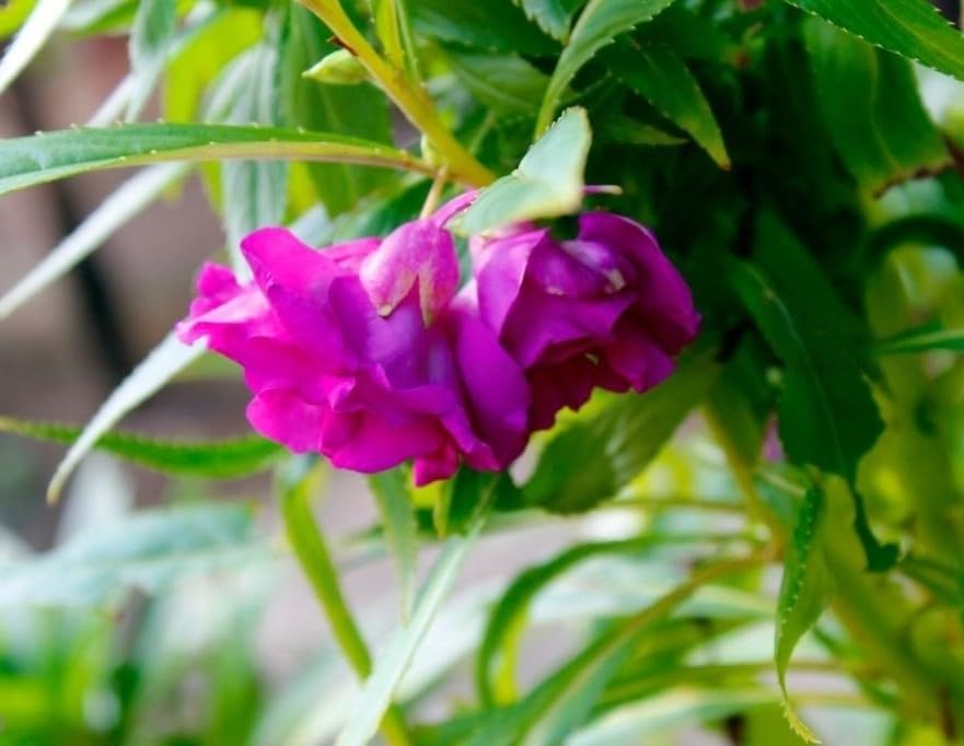Purple Balsamine Flower seeds for Planting Drought Tolerant, Heirloom & GMO Free Seeds for Home Garden vegetable and garden seeds