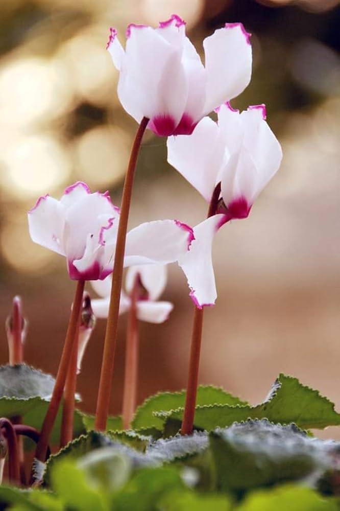 High quality Lavender Cyclamen Flower seeds for Planting Fragrant Blossoms, Heirloom & GMO Free Seeds for Home Garden seeds pack