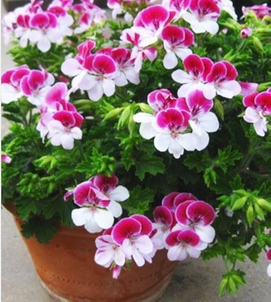 Premium Pink White Univalve Flower seeds for Planting Easy to Grow, Heirloom & GMO Free Seeds for Home Garden seeds
