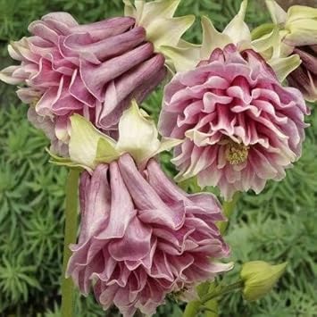 Premium Pink Petticoat Flower seeds for Planting Vibrant Colors, Heirloom & GMO Free Seeds for Home Garden seeds