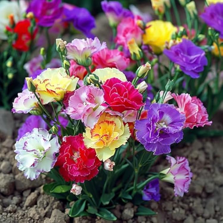 Mixed Lisianthus Flower seeds for Planting Pollinator Friendly, Heirloom & GMO Free Seeds for Home Garden seeds for planting