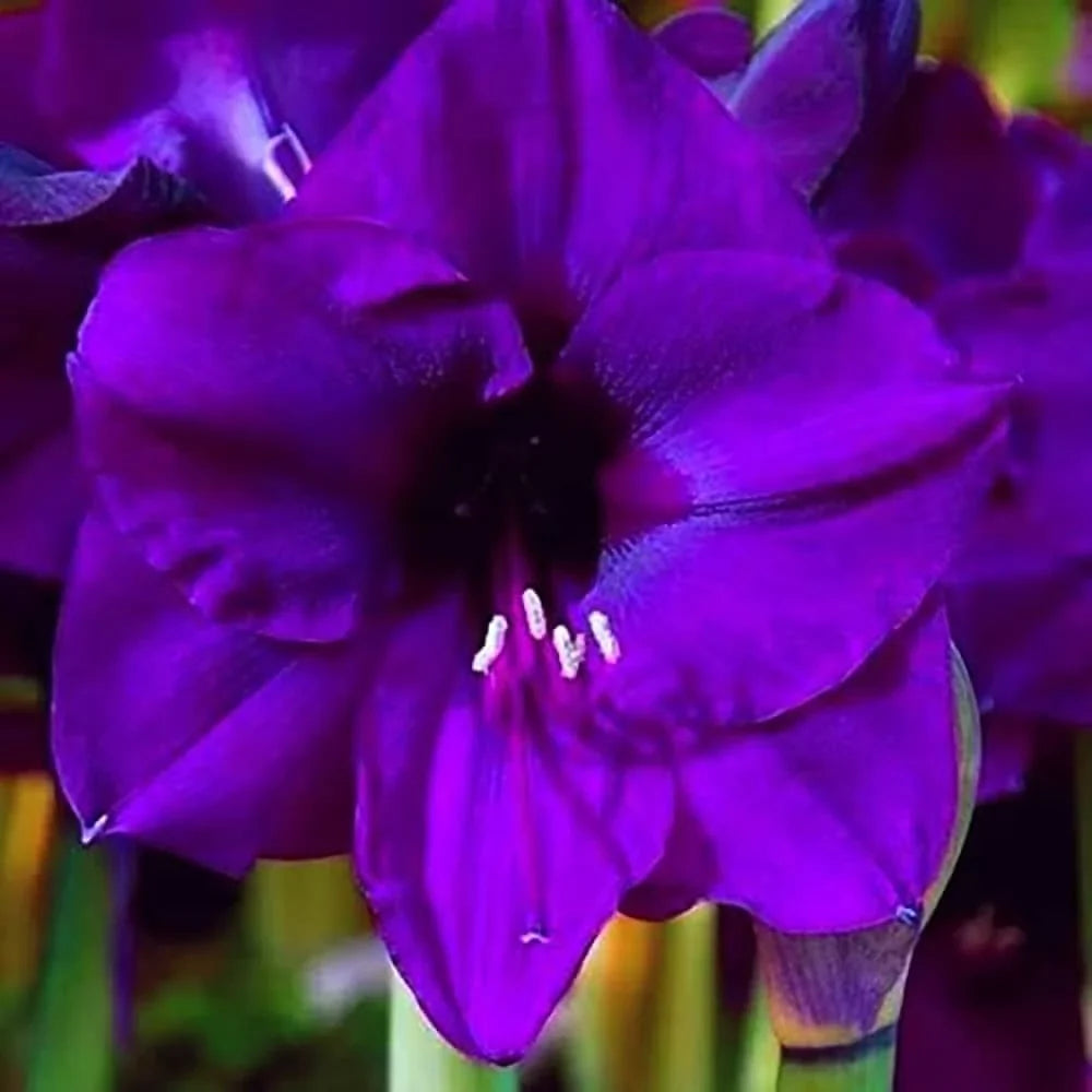 Amaryllis Purple Flower seeds for Planting Drought Tolerant Heirloom & GMO Free Seeds for Home Garden