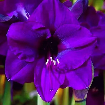 Amaryllis Purple Flower seeds for Planting Drought Tolerant Heirloom & GMO Free Seeds for Home Garden