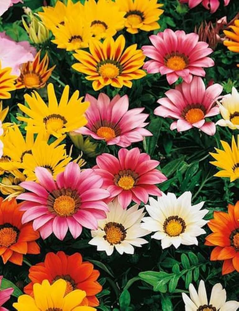 Gazania Pink Flower seeds for Planting Bright Blooms, Heirloom & GMO Free Seeds for Home Garden vegetable and garden seeds